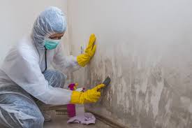 Best Basement Mold Removal  in Contoocook, NH